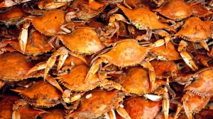 steamed blue crabs_for blog