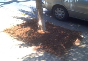 Washington Ave Tree Stewardship Treebed