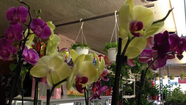 Bella Rosa Plants_for blog2