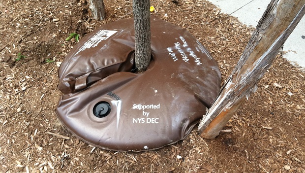 Arborrain gator
