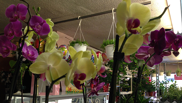 Bella Rosa Planst (10)_for blog