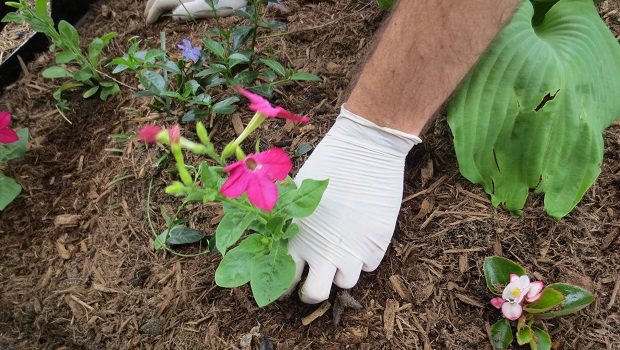 Spring Planting